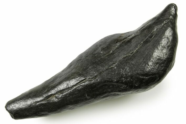 Fossil Sperm Whale (Scaldicetus) Tooth - South Carolina #383653